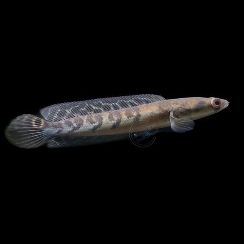 紅帝王魔神雷龍魚的價格是多少？（如何判斷紅帝王魔神雷龍魚苗的價格高低）