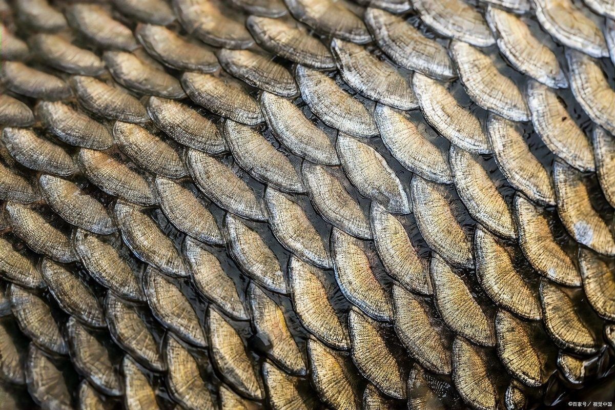 龍魚頭部鱗片脫落會自愈嗎（龍魚頭部鱗片脫落后是否能自愈） 龍魚頭部鱗片脫落會自愈嗎（龍魚頭部鱗片脫落后是否能自愈） 龍魚百科 第4張