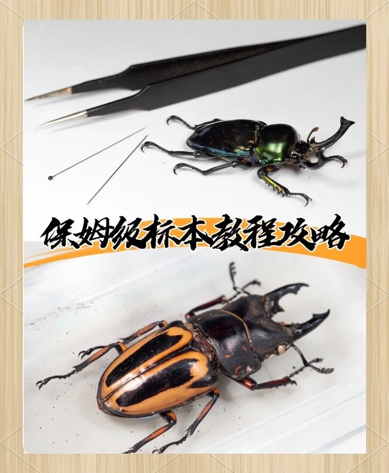 標(biāo)本制作需要哪些步驟？（制作標(biāo)本的一般步驟） 標(biāo)本制作需要哪些步驟？（制作標(biāo)本的一般步驟） 龍魚(yú)百科 第4張