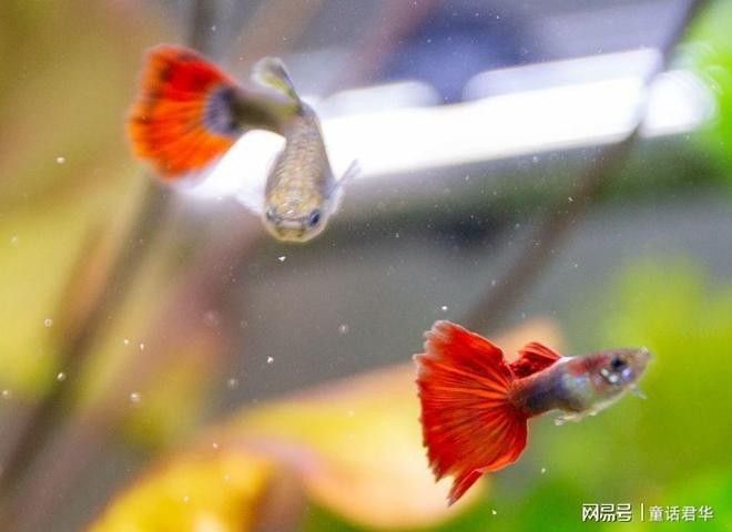 哪些癥狀表明龍魚感染了外寄生蟲（魚感染外寄生蟲會有哪些癥狀）
