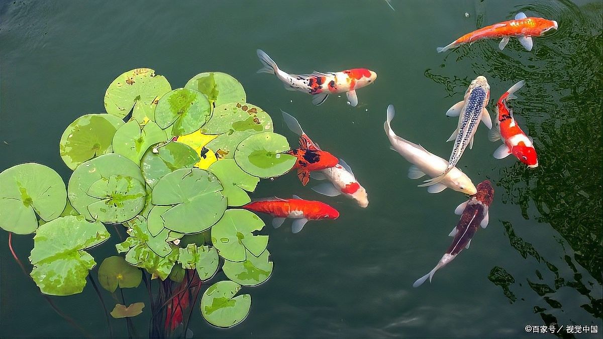 如何避免金龍魚攻擊金魚？（如何減少金龍魚對金魚的攻擊）