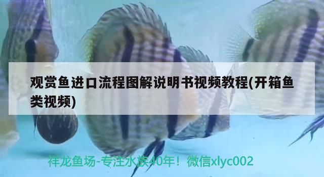觀賞魚進口流程圖解說明書視頻教程(開箱魚類視頻)（觀賞魚進口流程圖解說明書視頻教程）