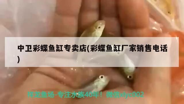 中衛彩蝶魚缸專賣店(彩蝶魚缸廠家銷售電話)（中衛彩蝶魚缸專賣店）