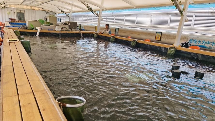 龍魚灣垂釣園有哪些魚類可以釣（武平龍魚灣垂釣園垂釣基地魚類種類及垂釣規則詳解） 龍魚灣垂釣園有哪些魚類可以釣（武平龍魚灣垂釣園垂釣基地魚類種類及垂釣規則詳解） 龍魚百科 第1張