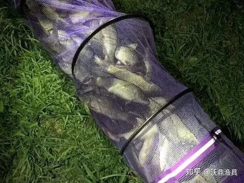 龍魚灣垂釣園有哪些魚類可以釣（武平龍魚灣垂釣園垂釣基地魚類種類及垂釣規則詳解） 龍魚灣垂釣園有哪些魚類可以釣（武平龍魚灣垂釣園垂釣基地魚類種類及垂釣規則詳解） 龍魚百科 第15張