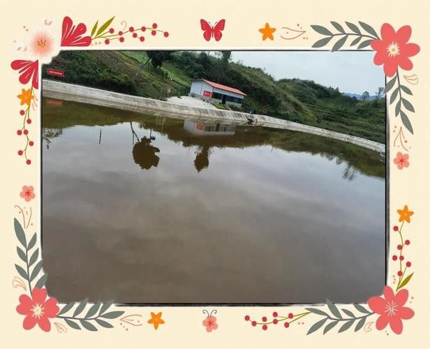 龍魚灣垂釣園有哪些魚類可以釣（武平龍魚灣垂釣園垂釣基地魚類種類及垂釣規則詳解） 龍魚灣垂釣園有哪些魚類可以釣（武平龍魚灣垂釣園垂釣基地魚類種類及垂釣規則詳解） 龍魚百科 第6張