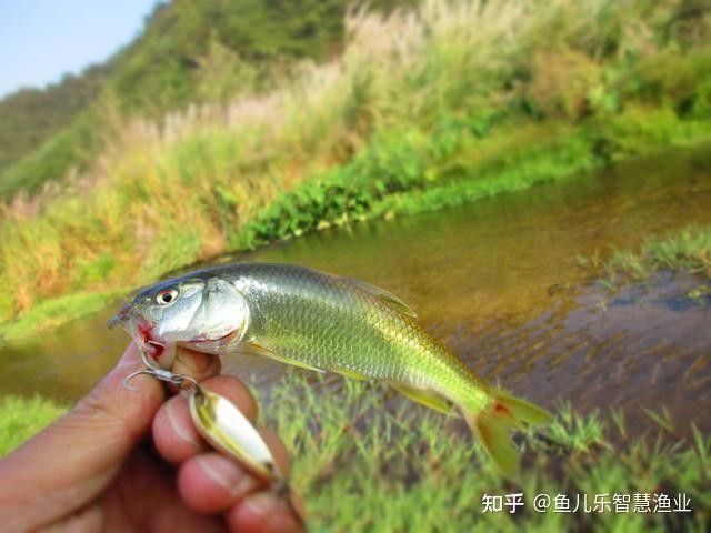 龍魚灣垂釣園有哪些魚類可以釣（武平龍魚灣垂釣園垂釣基地魚類種類及垂釣規則詳解） 龍魚灣垂釣園有哪些魚類可以釣（武平龍魚灣垂釣園垂釣基地魚類種類及垂釣規則詳解） 龍魚百科 第14張