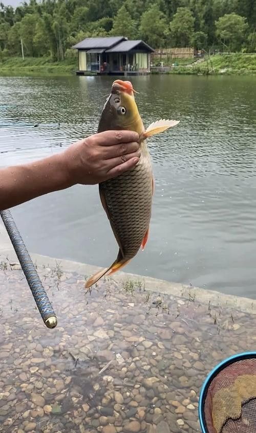 龍魚灣垂釣園有哪些魚類可以釣（武平龍魚灣垂釣園垂釣基地魚類種類及垂釣規則詳解） 龍魚灣垂釣園有哪些魚類可以釣（武平龍魚灣垂釣園垂釣基地魚類種類及垂釣規則詳解） 龍魚百科 第4張