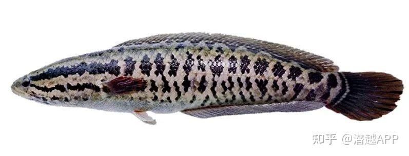 龍魚灣垂釣園有哪些魚類可以釣（武平龍魚灣垂釣園垂釣基地魚類種類及垂釣規則詳解） 龍魚灣垂釣園有哪些魚類可以釣（武平龍魚灣垂釣園垂釣基地魚類種類及垂釣規則詳解） 龍魚百科 第13張