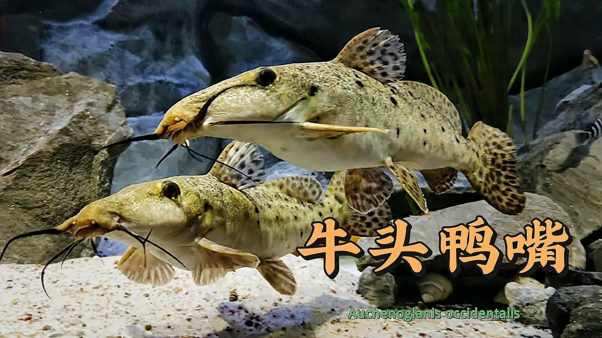 斑馬鴨嘴魚和龍魚混養需要哪些設備（混養斑馬鴨嘴魚和龍魚需要多大的魚缸？） 斑馬鴨嘴魚和龍魚混養需要哪些設備（混養斑馬鴨嘴魚和龍魚需要多大的魚缸？） 龍魚百科 第1張