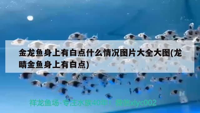 魚缸 金龍魚身上有白點什么情況圖片大全大圖(龍睛金魚身上有白點)(金龍魚身上有白點什么情況圖片大全) 觀賞魚百科 金龍魚身上有白點什么情況圖片大全大圖(龍睛金魚身上有白點)(金龍魚身上有白點什么情況圖片大全) 金龍魚身上有白點什么情況圖片大全大圖(龍睛金魚身上有白點)(金龍魚身上有白點什么情況圖片大全) 觀賞魚百科