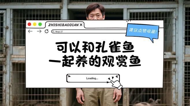 孔雀魚和哪些魚混養比較好（孔雀魚和什么魚可以混養） 孔雀魚和哪些魚混養比較好（孔雀魚和什么魚可以混養） 龍魚百科 第3張