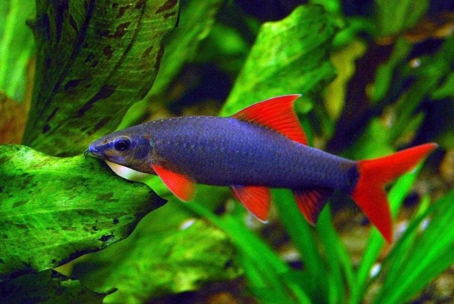 孔雀魚和哪些魚混養比較好（孔雀魚和什么魚可以混養） 孔雀魚和哪些魚混養比較好（孔雀魚和什么魚可以混養） 龍魚百科 第10張
