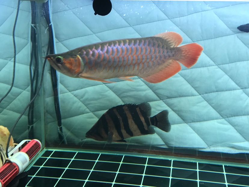 龍魚公母的分別（區分龍魚的公母是一個重要的話題，大神們誰認識我這條龍是公的）