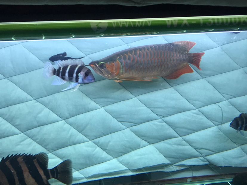 龍魚公母的分別（區分龍魚的公母是一個重要的話題，大神們誰認識我這條龍是公的）