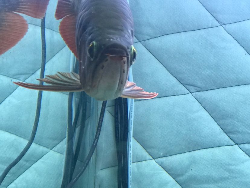 龍魚公母的分別（區分龍魚的公母是一個重要的話題，大神們誰認識我這條龍是公的）