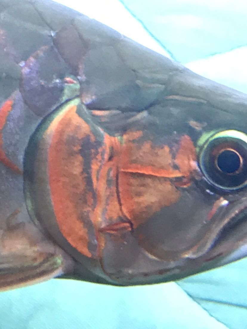 龍魚(yú)公母的分別（區(qū)分龍魚(yú)的公母是一個(gè)重要的話題，大神們誰(shuí)認(rèn)識(shí)我這條龍是公的）