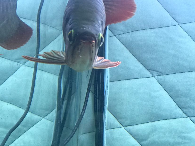 龍魚(yú)公母的分別（區(qū)分龍魚(yú)的公母是一個(gè)重要的話題，大神們誰(shuí)認(rèn)識(shí)我這條龍是公的）