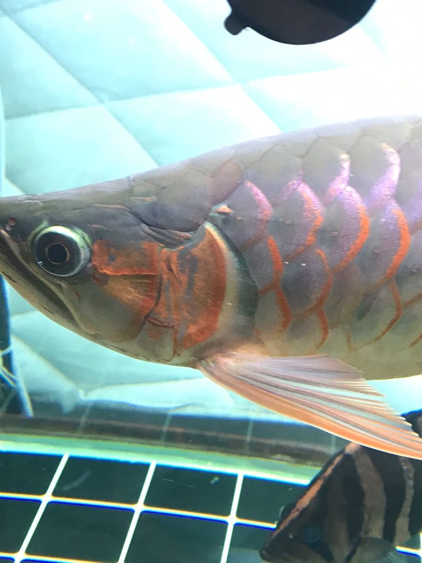 龍魚(yú)公母的分別（區(qū)分龍魚(yú)的公母是一個(gè)重要的話題，大神們誰(shuí)認(rèn)識(shí)我這條龍是公的）