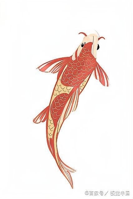 金龍魚互動訓練需要多長時間（金龍魚互動訓練的時間長度可能會有所不同）