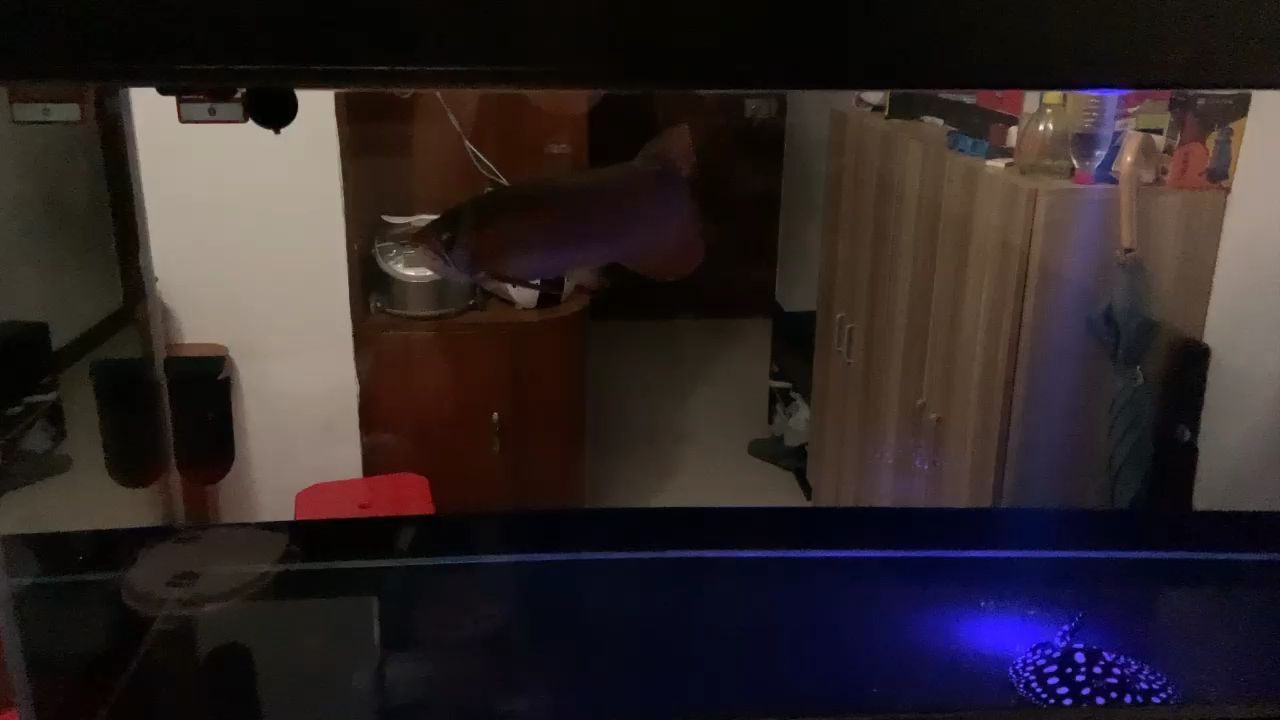 大神指引一下（剛學養虎一開始狀態很好，被龍追過之后就躲在角落里）