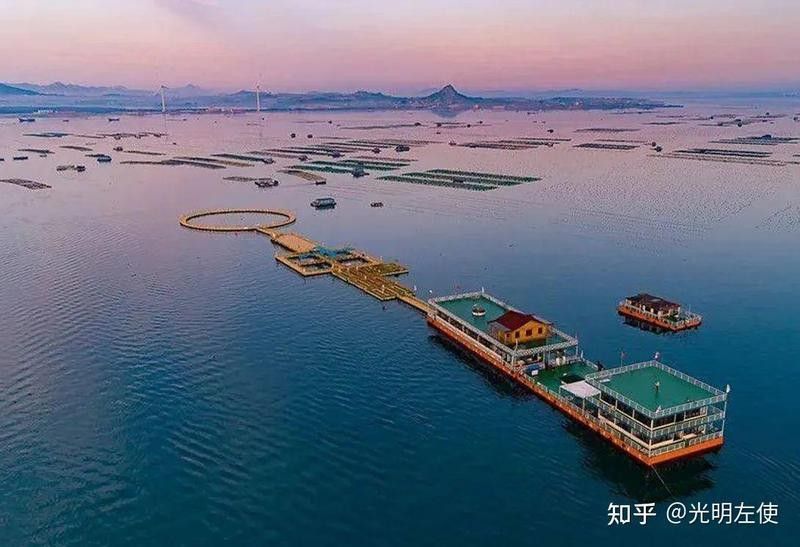 招財龍魚混養注意事項有哪些，養招財龍魚時需要注意以下幾點：確保兩種魚的體型和性格相適應