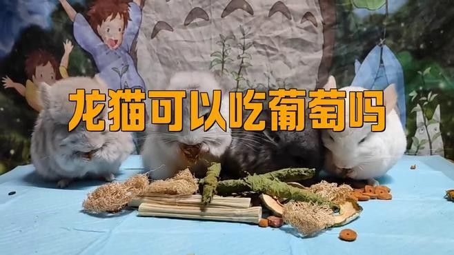 龍貓吃水果需要削皮嗎？（龍貓吃什么水果比較好？）