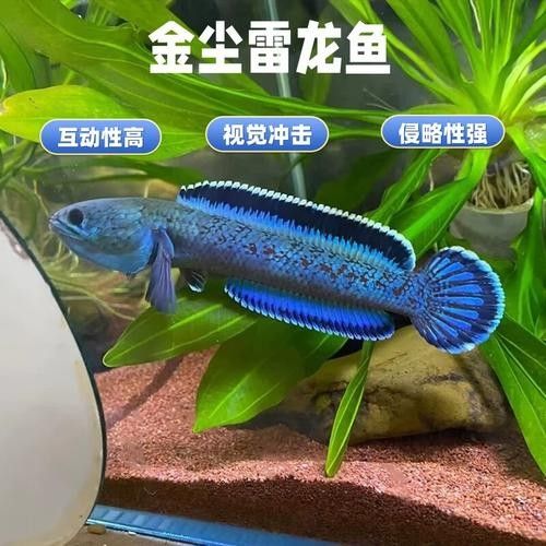 藍色雷龍魚的價格是多少？（藍色雷龍魚價格是多少） 藍色雷龍魚的價格是多少？（藍色雷龍魚價格是多少） 龍魚百科 第4張