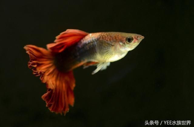 好玩的觀賞魚（泰國(guó)斗魚觀賞魚的選擇和飼養(yǎng)觀賞魚的因素是什么）