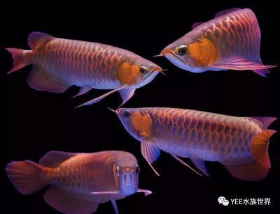 好玩的觀賞魚（泰國(guó)斗魚觀賞魚的選擇和飼養(yǎng)觀賞魚的因素是什么）