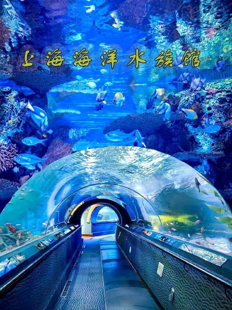 龍虎居水族館的營業時間（上海海洋水族館攜程旅行上海海洋水族館攜程旅行）