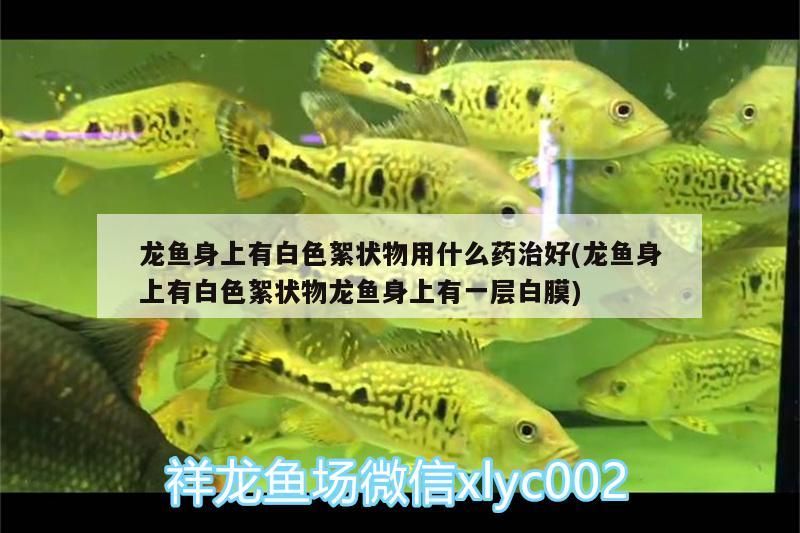 龍魚身上有白色絮狀物用什么藥治好(龍魚身上有白色絮狀物龍魚身上有一層白膜)（祥龍魚身上有白色絮狀物用什么藥治好龍魚身上有白色絮狀物用什么藥）