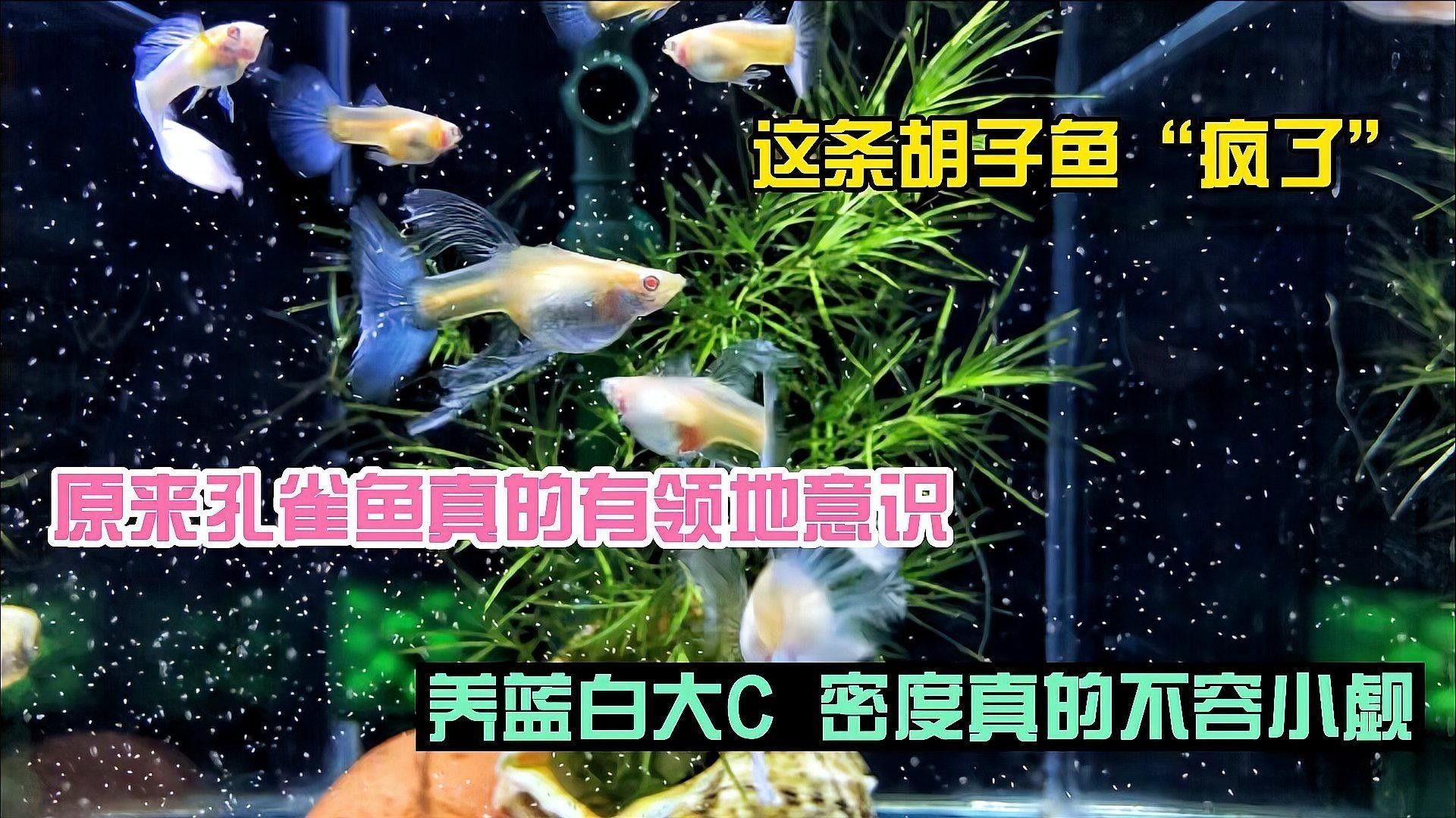 哪些母魚也有領地意識（具有明顯領地意識的母魚種類）