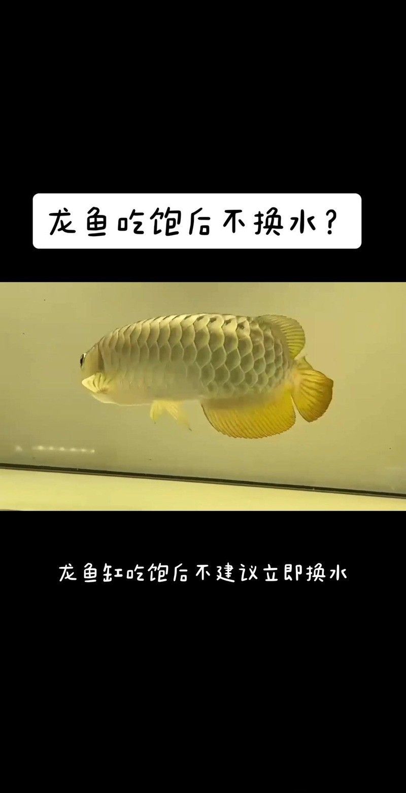 金龍魚換水后喂什么食物好？（金龍魚換水后多久喂一次合適）