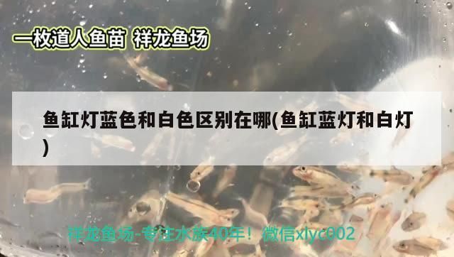 龍魚 魚缸燈藍色和白色區別在哪(魚缸藍燈和白燈)(關于魚缸燈藍色和白色區別在哪) 觀賞魚百科 魚缸燈藍色和白色區別在哪(魚缸藍燈和白燈)(關于魚缸燈藍色和白色區別在哪) 魚缸燈藍色和白色區別在哪(魚缸藍燈和白燈)(關于魚缸燈藍色和白色區別在哪) 觀賞魚百科