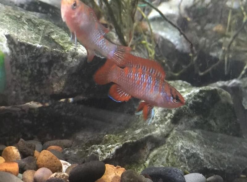 火焰變色龍魚能長多大？（火焰變色龍的飼養方式）
