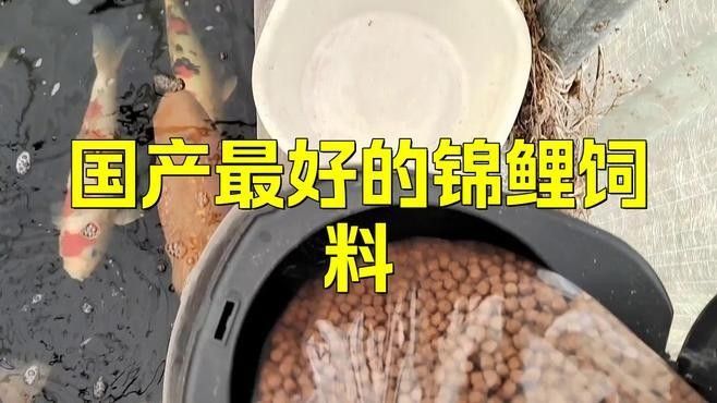 如何選擇適合錦鯉和龍魚的飼料？（適合錦鯉和龍魚的飼料是確保它們健康生長和保持美麗外觀的關鍵）