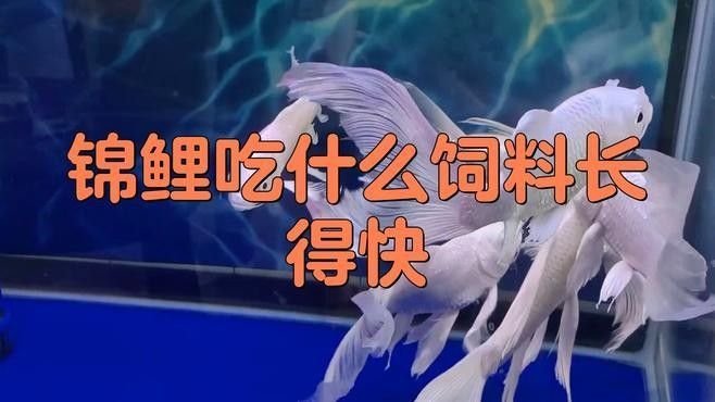 如何選擇適合錦鯉和龍魚的飼料？（適合錦鯉和龍魚的飼料是確保它們健康生長和保持美麗外觀的關鍵）