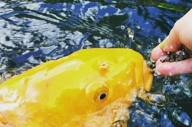 如何選擇適合錦鯉和龍魚的飼料？（適合錦鯉和龍魚的飼料是確保它們健康生長和保持美麗外觀的關鍵）
