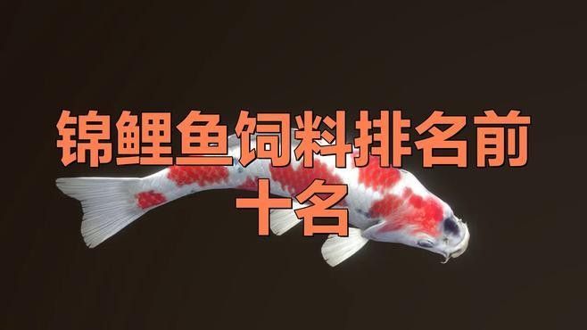 如何選擇適合錦鯉和龍魚的飼料？（適合錦鯉和龍魚的飼料是確保它們健康生長和保持美麗外觀的關鍵）