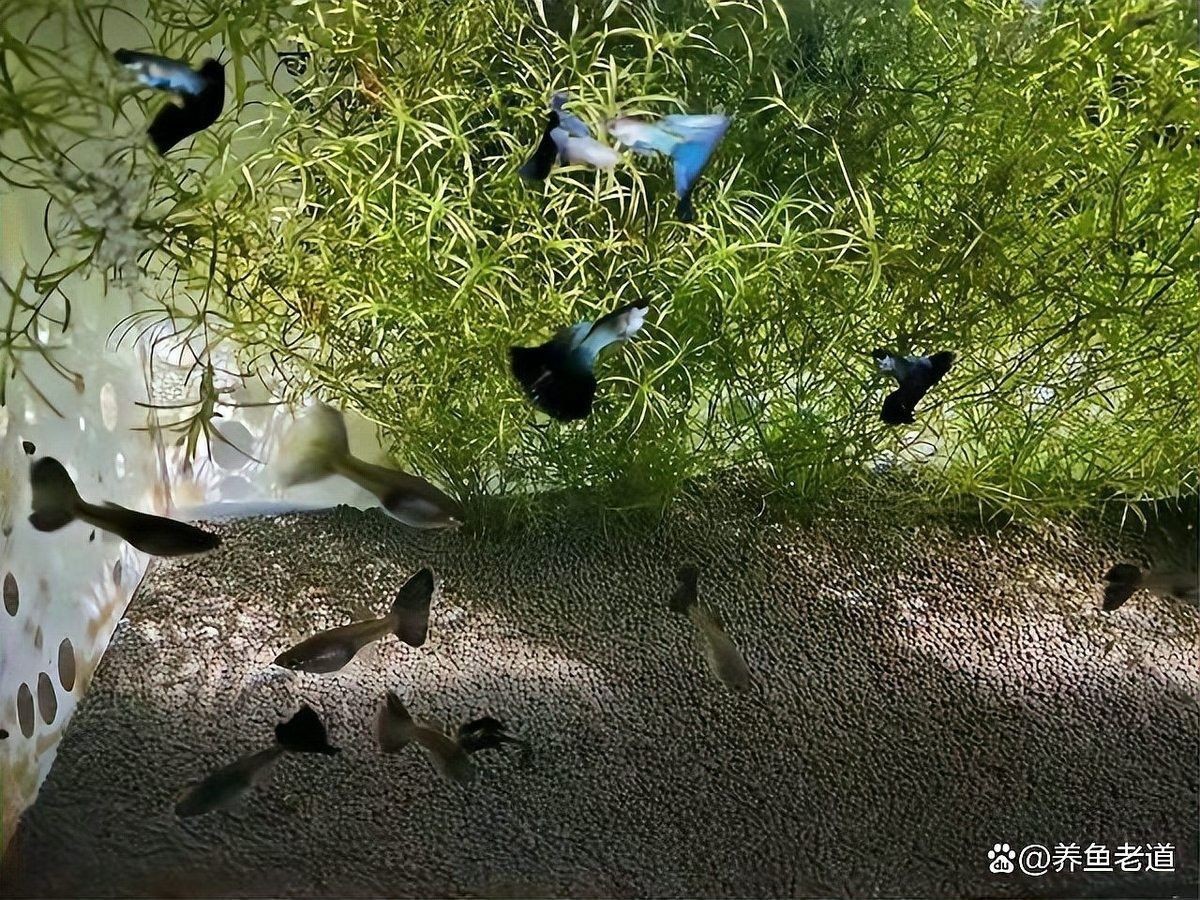 北京龍魚批發市場的價格走勢（北京龍魚批發市場價格走勢分析）