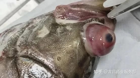 如何判斷龍魚是否需要掰嘴手術（判斷龍魚是否需要掰嘴手術）
