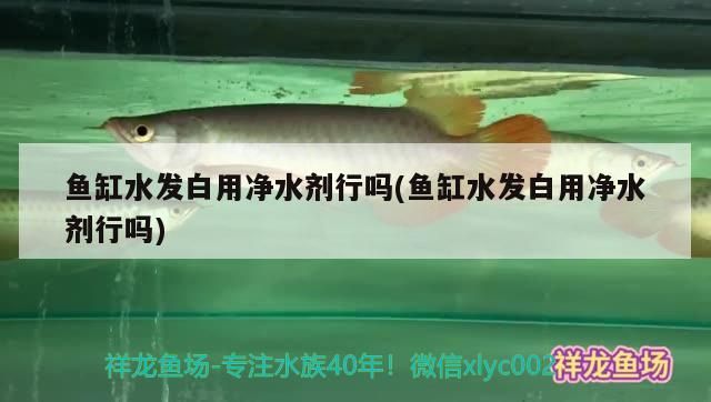 魚缸水發白用凈水劑行嗎(魚缸水發白用凈水劑行嗎)(魚缸水發白渾濁怎么辦) 觀賞魚百科 第1張 魚缸水發白用凈水劑行嗎(魚缸水發白用凈水劑行嗎)(魚缸水發白渾濁怎么辦) 魚缸水發白用凈水劑行嗎(魚缸水發白用凈水劑行嗎)(魚缸水發白渾濁怎么辦) 觀賞魚百科 第1張
