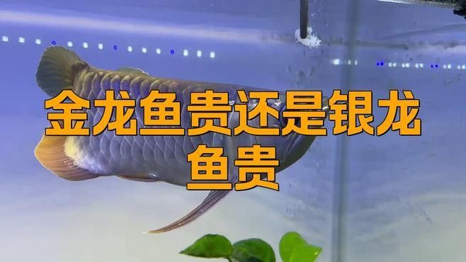 金龍魚血統對價格影響大嗎（金龍魚的血統對價格的影響）
