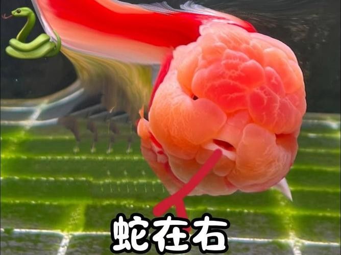 潘氏金魚有哪些特色品種？（潘氏金魚有哪些特色品種及種？） 潘氏金魚有哪些特色品種？（潘氏金魚有哪些特色品種及種？） 龍魚百科 第4張