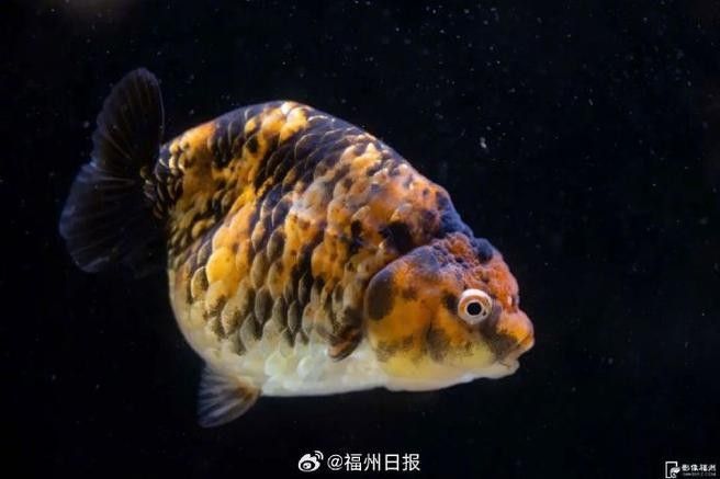 潘氏金魚有哪些特色品種？（潘氏金魚有哪些特色品種及種？） 潘氏金魚有哪些特色品種？（潘氏金魚有哪些特色品種及種？） 龍魚百科 第1張