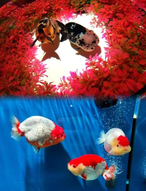潘氏金魚有哪些特色品種？（潘氏金魚有哪些特色品種及種？） 潘氏金魚有哪些特色品種？（潘氏金魚有哪些特色品種及種？） 龍魚百科 第5張