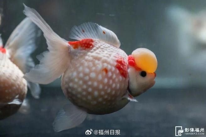 潘氏金魚有哪些特色品種？（潘氏金魚有哪些特色品種及種？） 潘氏金魚有哪些特色品種？（潘氏金魚有哪些特色品種及種？） 龍魚百科 第3張