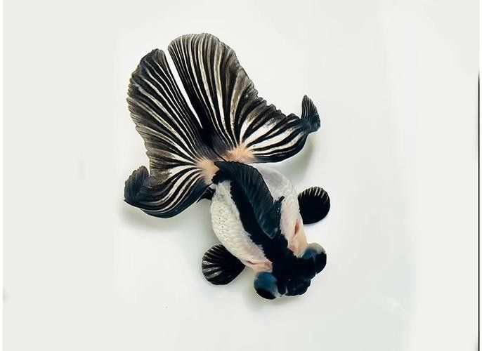 潘氏金魚有哪些特色品種？（潘氏金魚有哪些特色品種及種？） 潘氏金魚有哪些特色品種？（潘氏金魚有哪些特色品種及種？） 龍魚百科 第7張