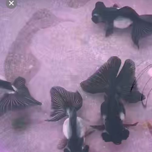 潘氏金魚有哪些特色品種？（潘氏金魚有哪些特色品種及種？） 潘氏金魚有哪些特色品種？（潘氏金魚有哪些特色品種及種？） 龍魚百科 第12張